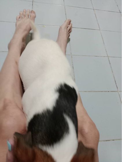 น้องแจ็ค 4 ปี เพศเมีย แจกฟรี รูปที่ 2