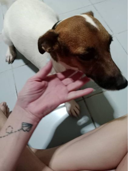 แจ็ค รัสเซลล์ (Jack Russell) เล็ก น้องแจ็ค 4 ปี เพศเมีย แจกฟรี