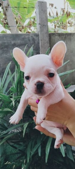 เฟรนช์บลูด็อก คอลดูน้องได้ทุกตัว รูปที่ 3