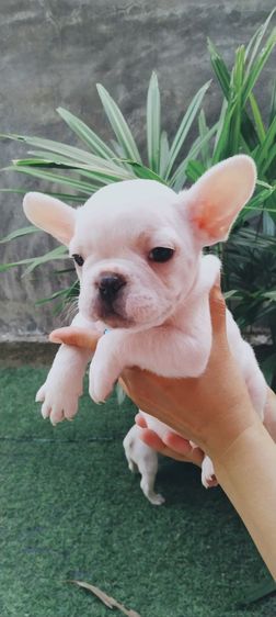 เฟรนช์บลูด็อก คอลดูน้องได้ทุกตัว รูปที่ 2