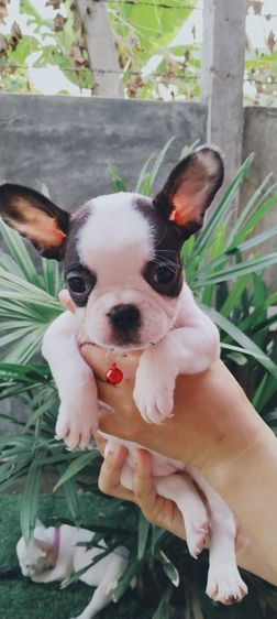 เฟรนช์บลูด็อก คอลดูน้องได้ทุกตัว รูปที่ 4