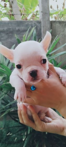 เฟรนช์บลูด็อก คอลดูน้องได้ทุกตัว