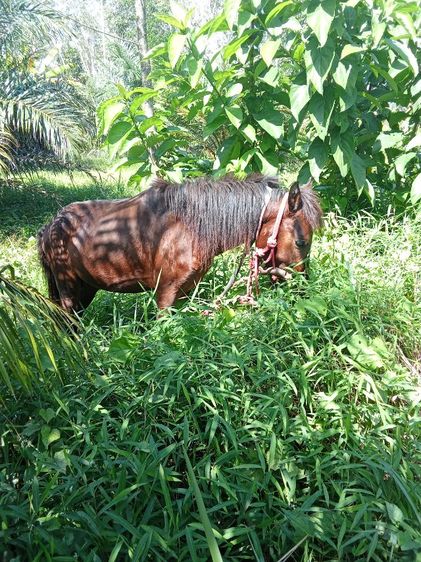 ขายม้าลูกผสม รูปที่ 6