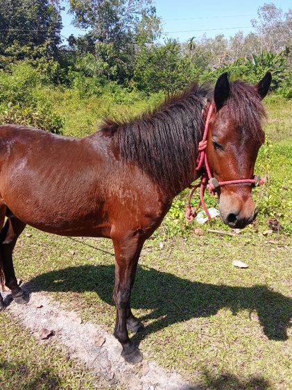 ขายม้าลูกผสม รูปที่ 4