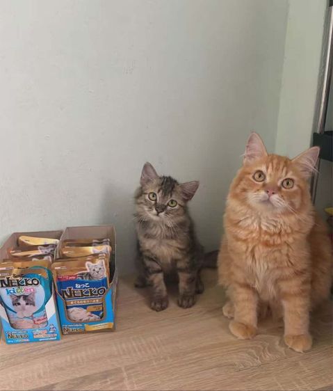 สก็อตติช โฟลด์ (Scottish Fold) แมว สก็อตติส