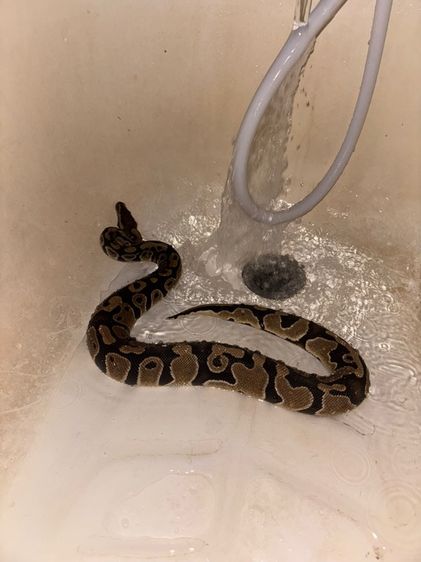 Ball Python เพศผู้ ปี 24 นอมอล รูปที่ 5