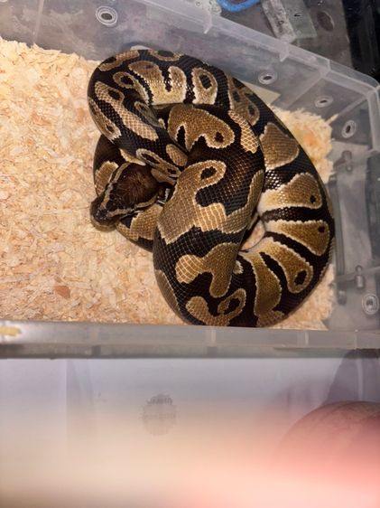 Ball Python เพศผู้ ปี 24 นอมอล
