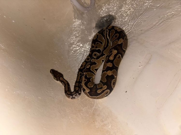 Ball Python เพศผู้ ปี 24 นอมอล รูปที่ 4