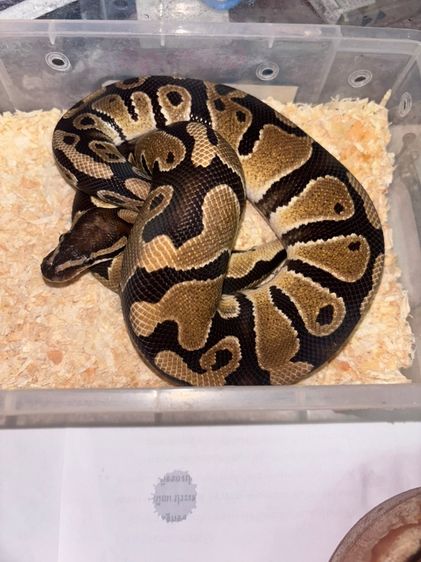 Ball Python เพศผู้ ปี 24 นอมอล รูปที่ 2