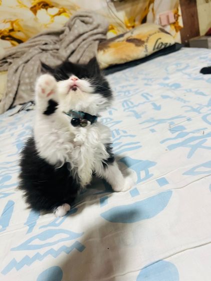 แมวเปอร์เซียแท้  ผญ. สีแพนด้า รูปที่ 15