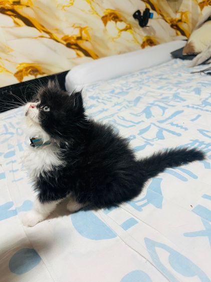 แมวเปอร์เซียแท้  ผญ. สีแพนด้า รูปที่ 10