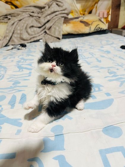 แมวเปอร์เซียแท้  ผญ. สีแพนด้า รูปที่ 12