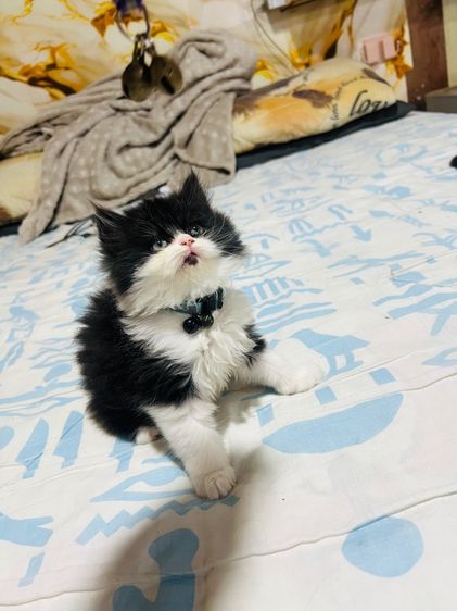 แมวเปอร์เซียแท้  ผญ. สีแพนด้า รูปที่ 13