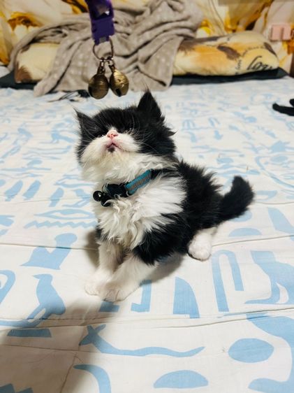 แมวเปอร์เซียแท้  ผญ. สีแพนด้า รูปที่ 5