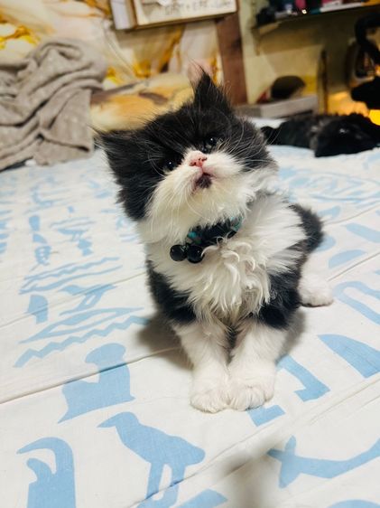 แมวเปอร์เซียแท้  ผญ. สีแพนด้า รูปที่ 6