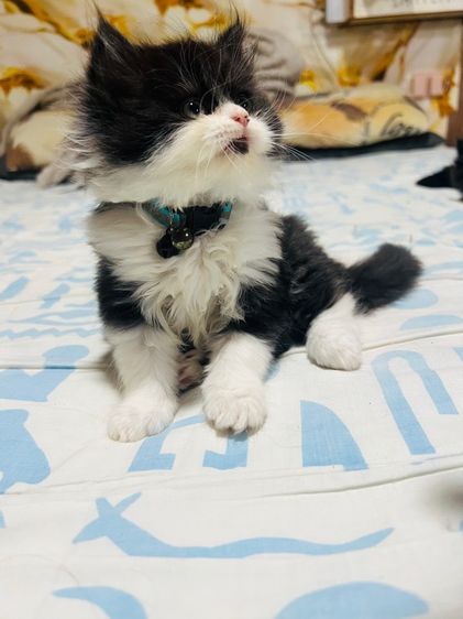 เปอร์เซีย (Persian) แมวเปอร์เซียแท้  ผญ. สีแพนด้า