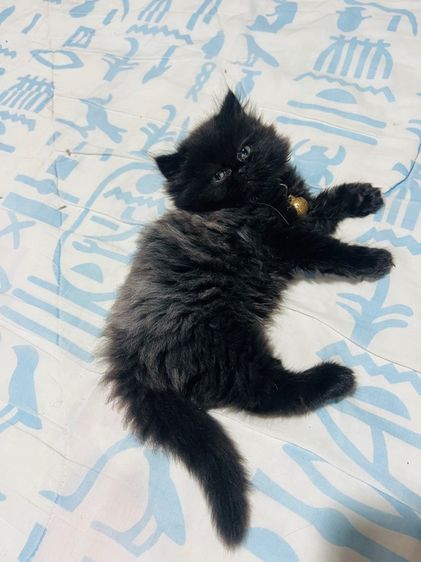 แมวเปอร์เซียแท้ ผญ. สีวิเชียรมาศ รูปที่ 5