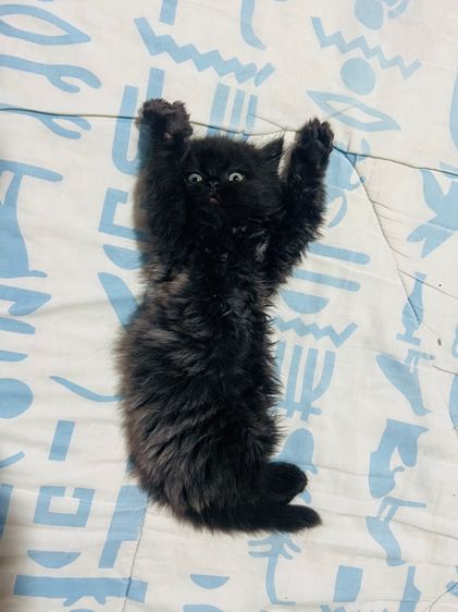 แมวเปอร์เซียแท้ ผญ. สีวิเชียรมาศ รูปที่ 10