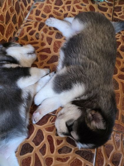 ไซบีเรียนวูลลี่โค้ด รูปที่ 3