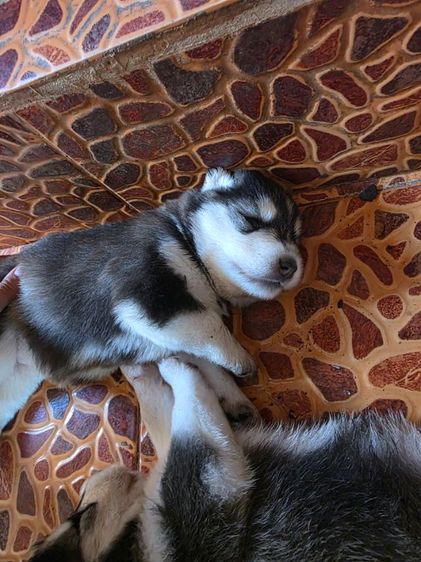 ไซบีเรียนวูลลี่โค้ด รูปที่ 5