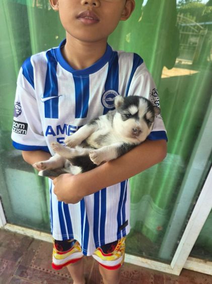 ไซบีเรียนวูลลี่โค้ด รูปที่ 8