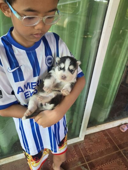 ไซบีเรียนวูลลี่โค้ด รูปที่ 7