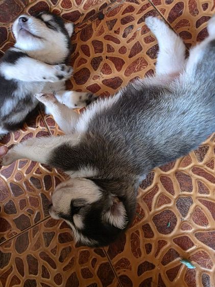 ไซบีเรียนวูลลี่โค้ด รูปที่ 6