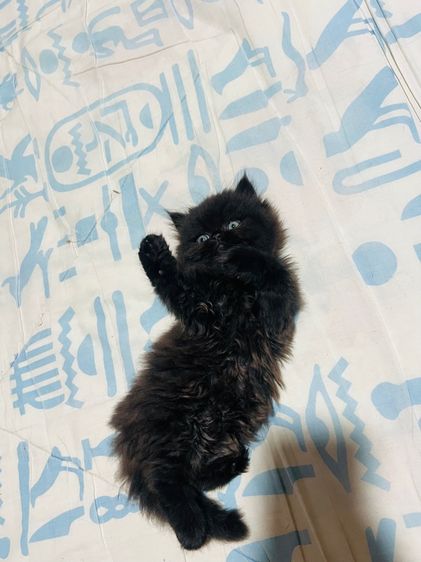 แมวเปอร์เซียแท้ ผชฺ สีดำ รูปที่ 8