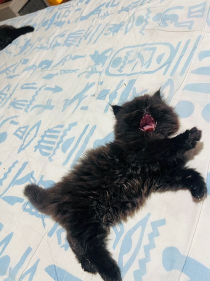 แมวเปอร์เซียแท้ ผชฺ สีดำ รูปที่ 11