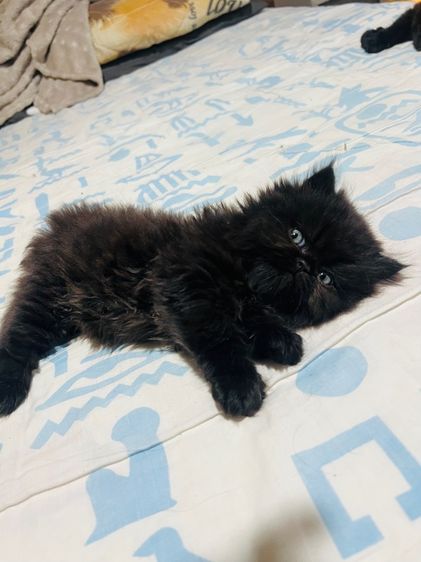 แมวเปอร์เซียแท้ ผชฺ สีดำ รูปที่ 7