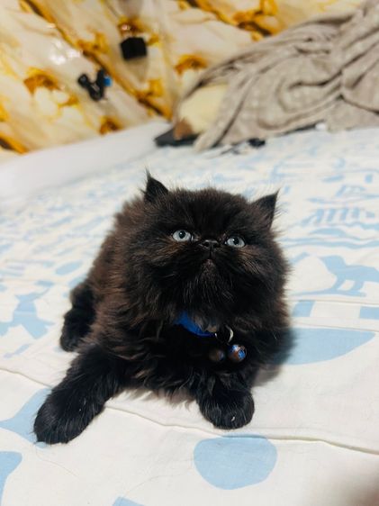 เปอร์เซีย (Persian) แมวเปอร์เซียแท้ ผชฺ สีดำ