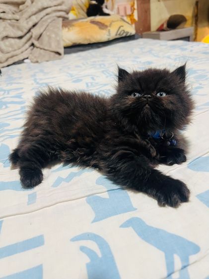 แมวเปอร์เซียแท้ ผชฺ สีดำ รูปที่ 5