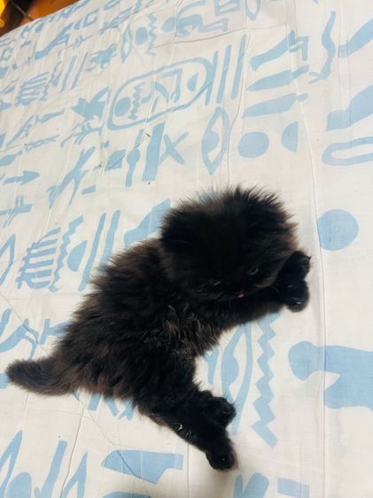 แมวเปอร์เซียแท้ ผชฺ สีดำ รูปที่ 10