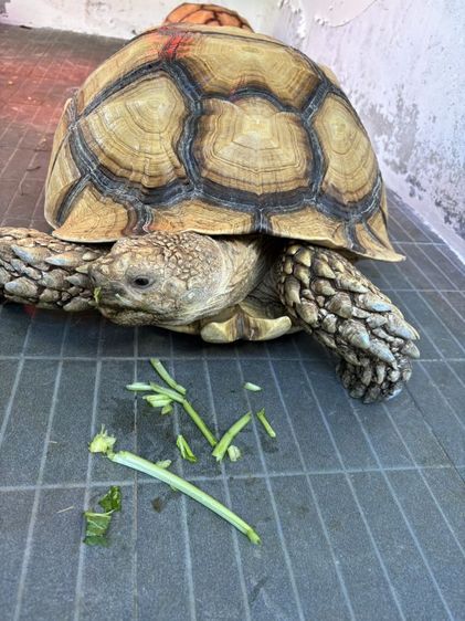 ขายเต่าชูคาต้า  รูปที่ 4