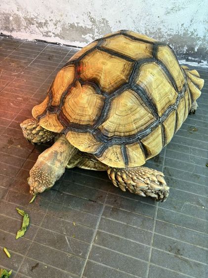 ขายเต่าชูคาต้า  รูปที่ 6