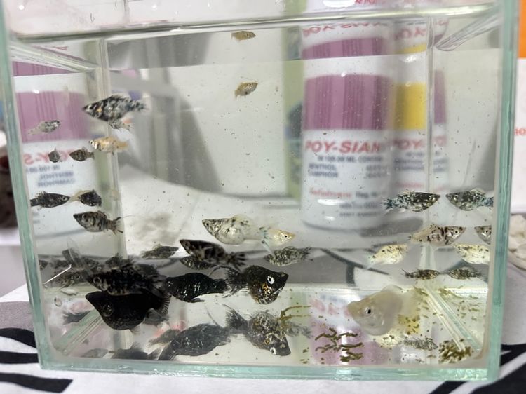 ปลาบอลลูน รูปที่ 3