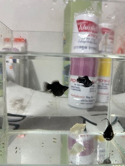 ปลาบอลลูน