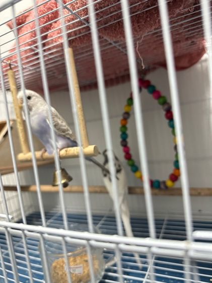 นกแก้ว รูปที่ 3