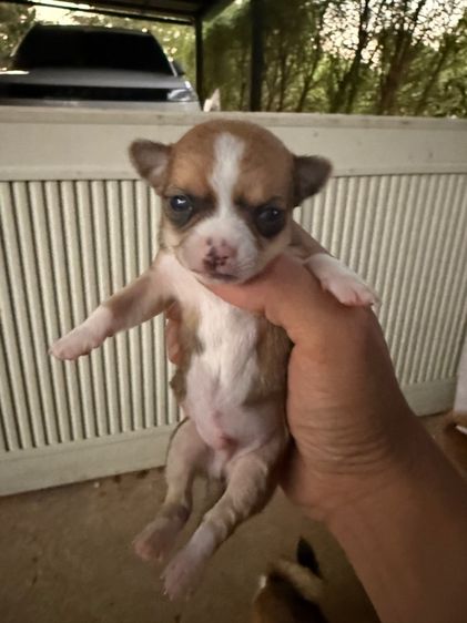 ชิวาวา รูปที่ 3