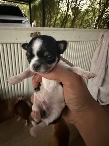 ชิวาวา รูปที่ 7