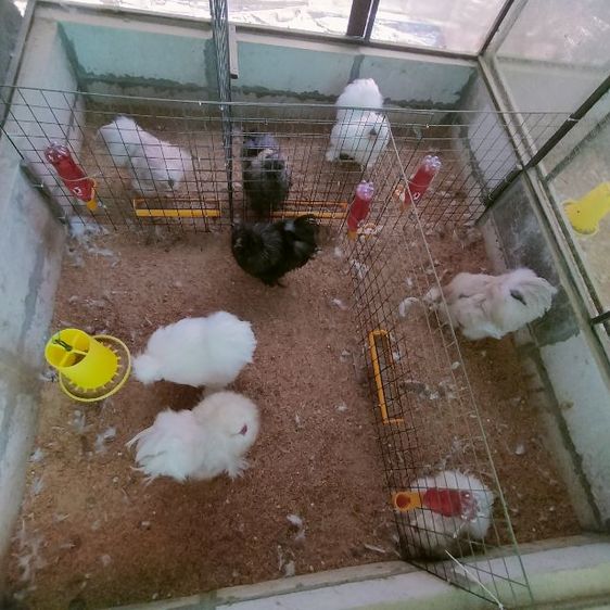 ไก่ซิลกี้ ไก่โปแลนค์  รูปที่ 3