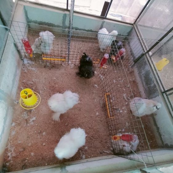 ไก่ซิลกี้ ไก่โปแลนค์  รูปที่ 2