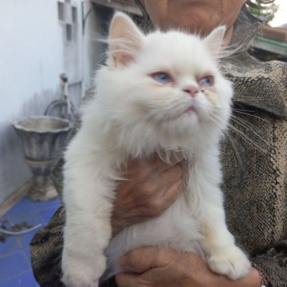 ลูกแมวเปอร์เซีย