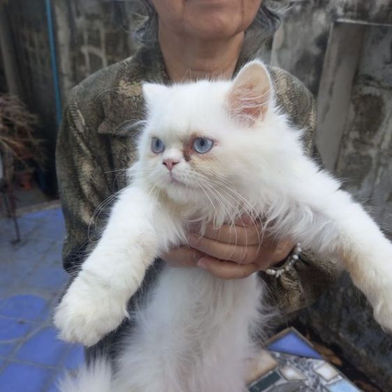 ลูกแมวเปอร์เซีย รูปที่ 4
