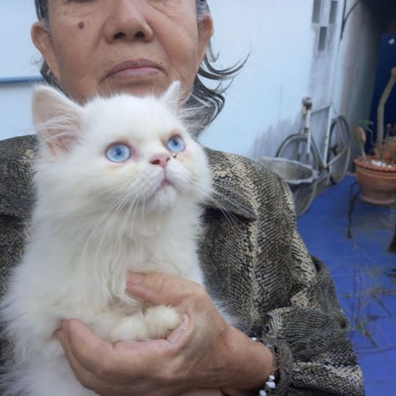 ลูกแมวเปอร์เซีย รูปที่ 3