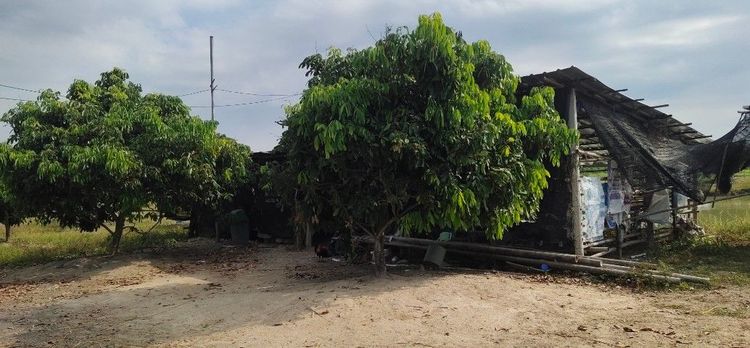 ขายที่ดินสวนมีบ่อน้ำใช้ในการเกษตร