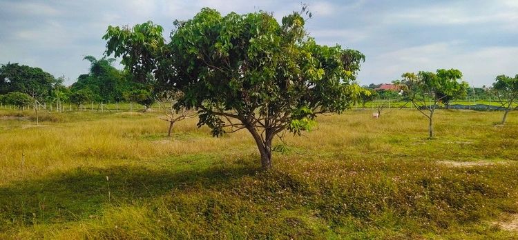 ใช่ ขายที่ดินสวนมีบ่อน้ำใช้ในการเกษตร รูปที่ 2