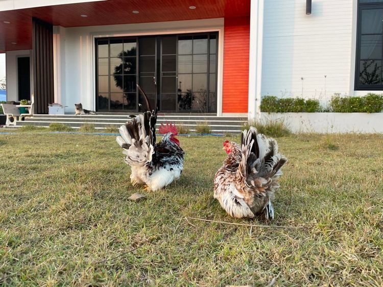 ไก่แจ้ รูปที่ 2