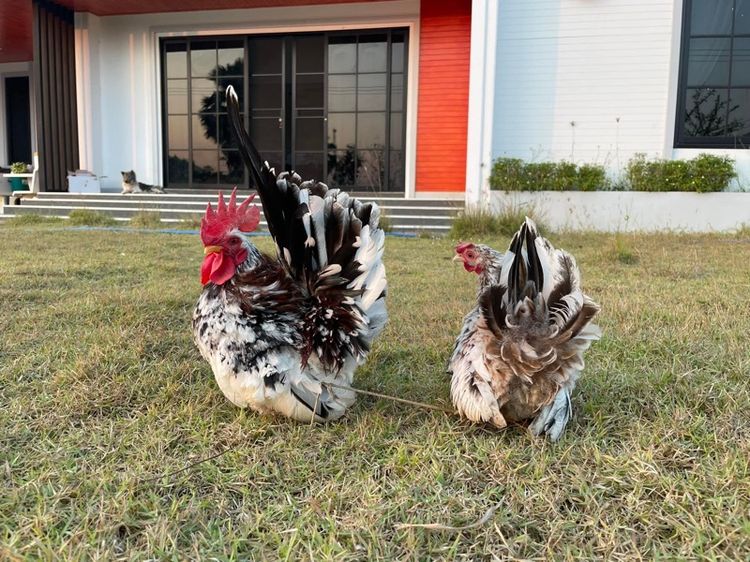 ไก่แจ้