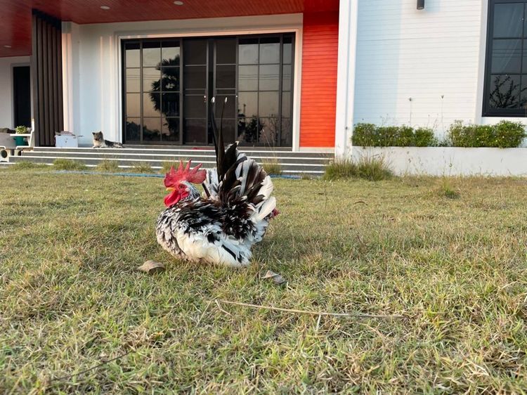 ไก่แจ้ รูปที่ 3